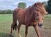 Chestnut welsh section a pony