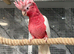 Stunning Baby Handreared Cuddly Friendly Super Tame Galah Cockatoo Parrot
