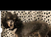 Gorgeous Black and white Toy Poodle boy looking for forever sofa