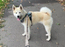 8 month old Japanese Akita