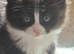 Kitens