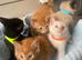 5 beautifull kittens!! Ready Now !