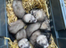 Baby ferrets ready soon