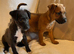 Traditional jack Russell puppies