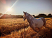 BLUE&WHITE CONFIDENT FILLY