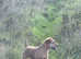 Lakeland terrier