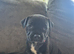 Adorable staffy puppy