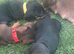 Last remaining girl  miniature dachshund puppies