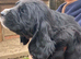 KC Reg Cocker Spaniel Dog Puppy