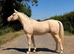 CREMELLO ARABIAN STALLION