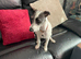 Lovely 8 month male Italian Greyhound x Terrier