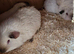 4 guinea pigs and hutch