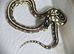 Californian King Snake babies