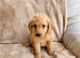 Labradoodle puppies (2 females left)