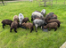 Coloured Ryeland Lambs.