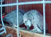 Breedimg pair african greys