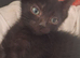 3 kittens for sale