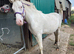 Lovely 2yr old gelding