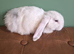 Beautiul French Lops