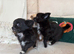 Beautiful Rainbow of Chihuahuas