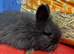 Full face English Angora