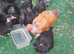 Bantam chickens
