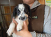 Cocker spaniel puppies READY NOW