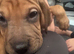 Shar Pei x Staff x Working Cocker Spaniel Puppy – £700