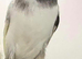 2025 Persian male canary