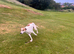 14 month saluki bull grey