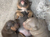 Pocket bully pups for sale