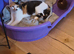 Calico female 3yrs