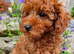 Toy Red Poodle Boy