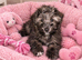 Girl morkie