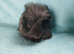 Pair of boy guinea pigs ready now