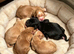 F1 Cockerpoo puppies