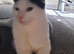 Numerous cats/kittens needing a new home
