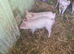 3 piglets for new homes