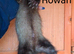 Micro breeding 11 weeks old