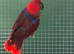 Hen Eclectus