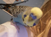 2 and a half year old male Budgie