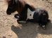 Homebred miniature shetland filly