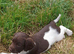 Gorgeous English Springer Spaniel Puppies
