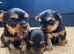 TOY SIZE YORKSHIRE TERRIER BOYS