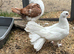 3 pigeons left