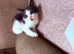 Beautiful little kittens READY NOW