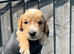 Working cocker spaniel puppies