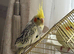Male and female Cockataiels