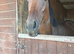 bell 16hh 5 yr old tb mare