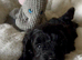 Stunning Fully DNA Health Tested F1 Maltipoo Puppies